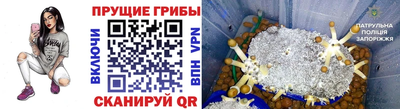 Псилоцибиновые грибы GOLDEN TEACHER Чухлома